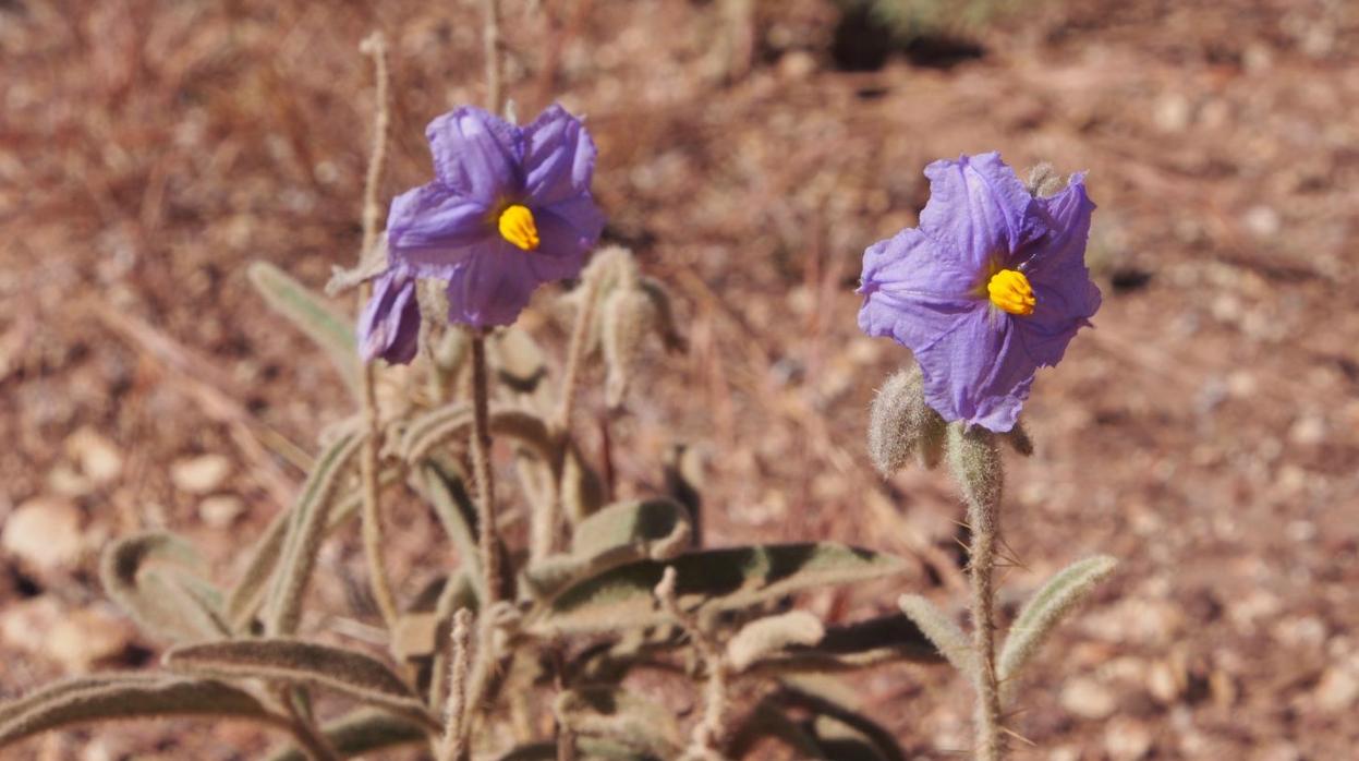 Las flores de esta planta pueden adoptar distintas estrategias sexuales