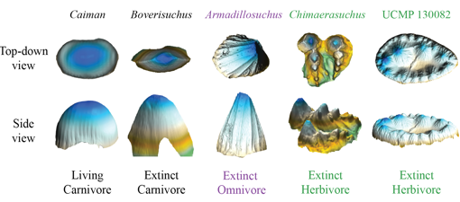 Ejemplos de dientes de crocodiliformes. Los carnívoros (izquierda), como los caimanes vivos, tienen dientes simples, mientras que los herbívoros (derecha) tienen dientes mucho más complejos