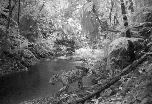 Encuentran un «Arca de Noé» perdida en una antigua ciudad en la selva de Honduras