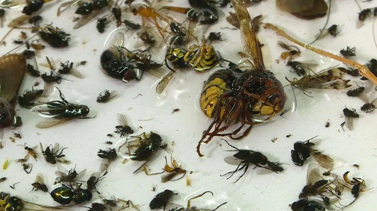insectos resultantes de una de la trampas de la Asociación de Aficionados a la Entomología de Krefeld