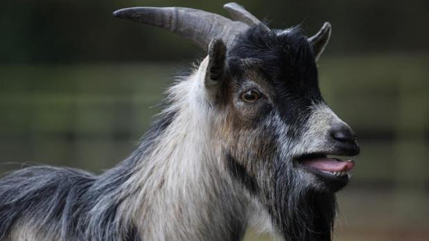 Las cabras, esos seres sensibles: distinguen las emociones en las voces