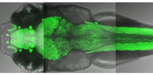 Parte del sistema nervioso y de los músculos de un pez cebra, iluminados por medio de fluorescencia