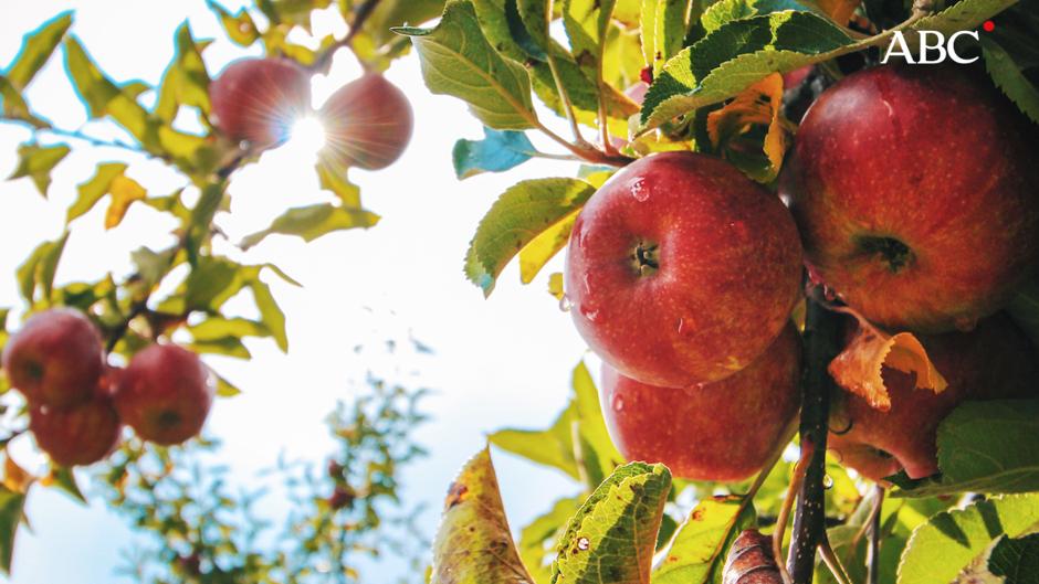 Los beneficios de la manzana también están en su microbioma