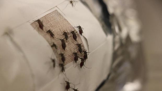 Descubren un nuevo y sorprendente uso para el grafeno: repelente de mosquitos