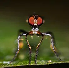Las moscas asesinas (familia Asilidae) son depredadores agresivos que se alimentan de insectos