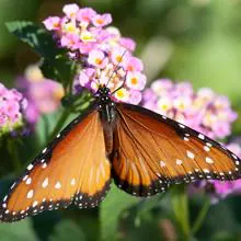 Las mariposas y las polillas son casi todas herbívoras
