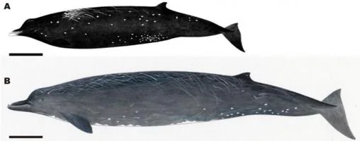 Ilustración que compara la nueva especie B. minimus (A) y la ballena picuda de Baird (B. bairdii) (B)