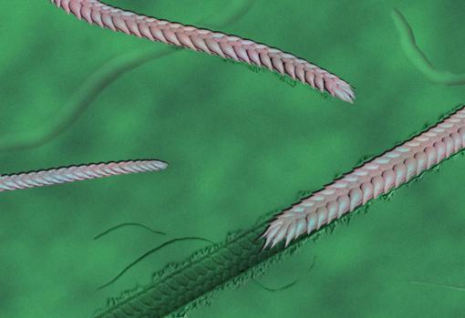 Estos fósiles arrojan nueva luz sobre la evolución de la movilidad animal y la segmentación del cuerpo