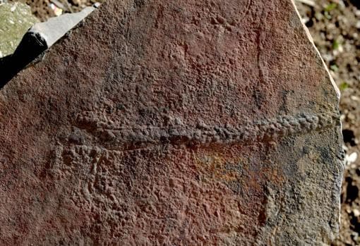 Un rastro fosilizado de Yilingia spiciformis, que data de hace 550 millones de años