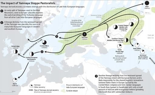 Las flechas muestran cómo el pueblo de los yamnayas (uno de los candidatos a haber inventado la lengua protoindoeuropea que después se convertiría en la familia indoeuropea) se pudo desplazar por toda Eurosa. Las porciones negras dentro de los círculos es la cantidad de genes yamnayas encontrados en los restos analizados. La zona verde es la zona de asentamiento de los pueblos esteparios y la azul la zona de influencia de las lengias indoeuropeas, por lo que se puede ver que el movimiento de grupos esteparios y la extensión del idioma coinciden