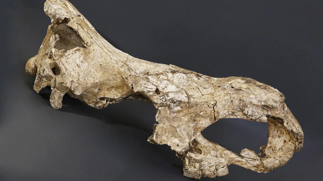 Cráneo de Stephanorhinus de Dmanisi