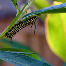 Las orugas monarca comen y almacenan el compuesto tóxico del algodoncillo