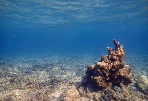 Corales cerca de Sulawesi del sur, Indonesia, casi destruidos por la pesca ilegal con dinamita