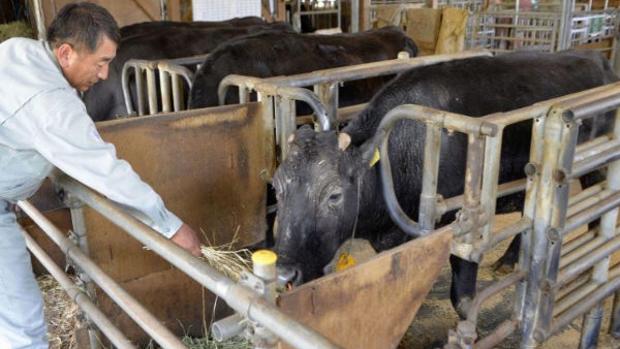 Muere de vieja Kaga, la primera vaca clonada del mundo