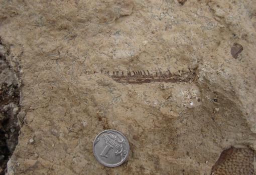 Fósil de los dientes de «Parmastega aelidae», antepasado de aves, reptiles, anfibios y mamíferos