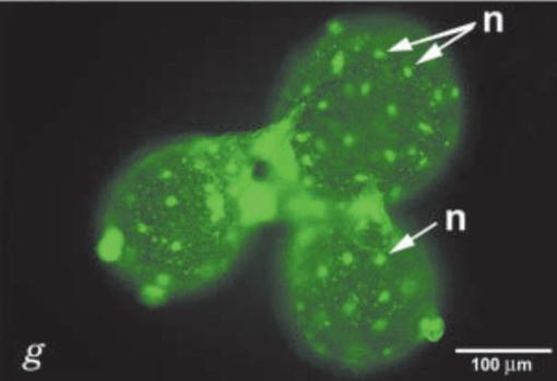 Imagen fluorescente de la V. ventricose en la que se pueden apreciar los diferentes núcleos en un solo organismo (señalados con una «n»)