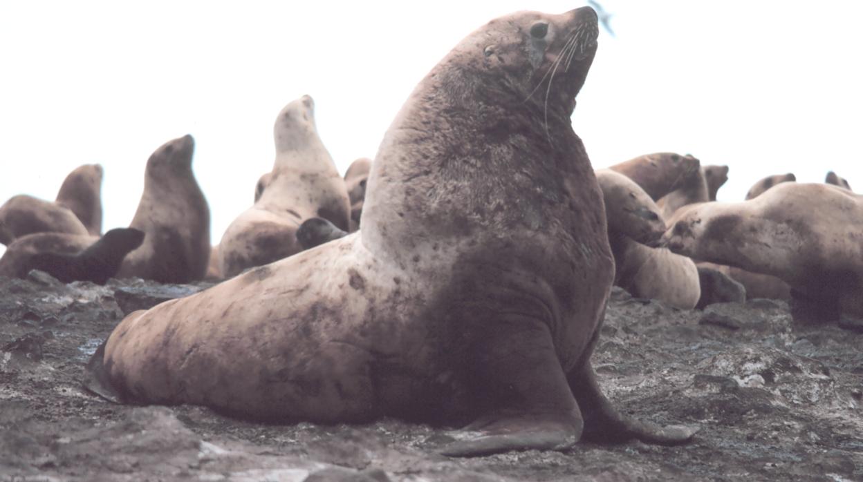 Ún león marino de Steller