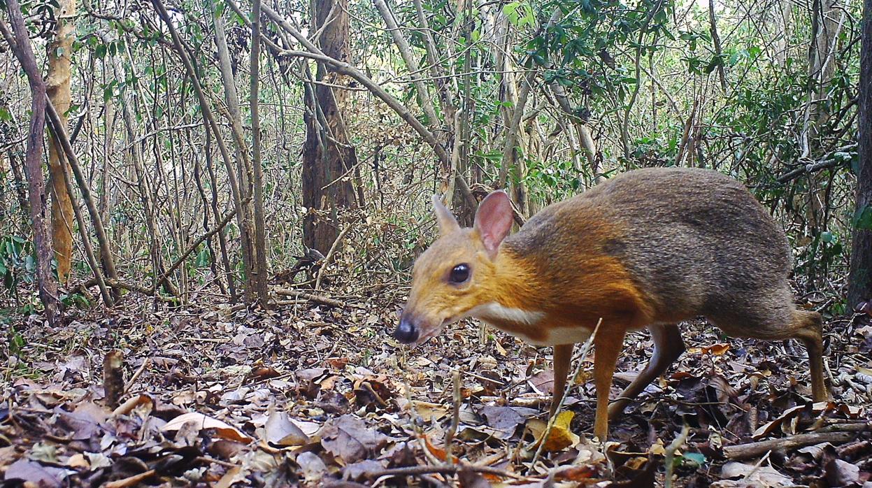 Un ciervo ratón capturado por la cámara de los científicos