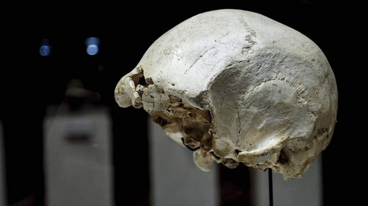 El cráneo de Agamenón descubierto en Atapuerca