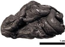 El pedazo de resina de abedul, de poco más de dos centímetros de largo y con una antigüedad de 5.700 años, del que se extrajo el material genético