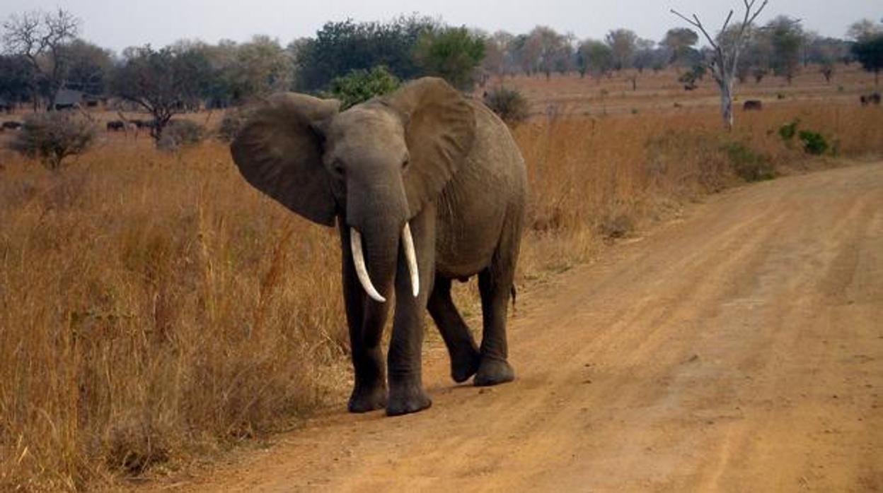 Un elefante africano en Tanzania
