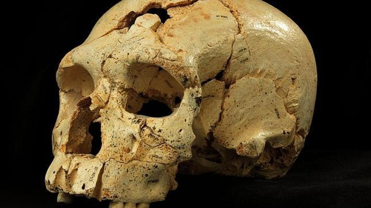 El cráneo 17 de la Sima de los Huesos en Atapuerca