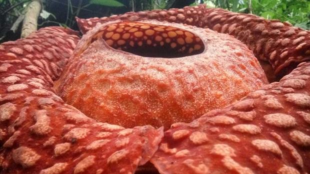 La extraña y apestosa flor gigante que ha pulverizado todos los récords