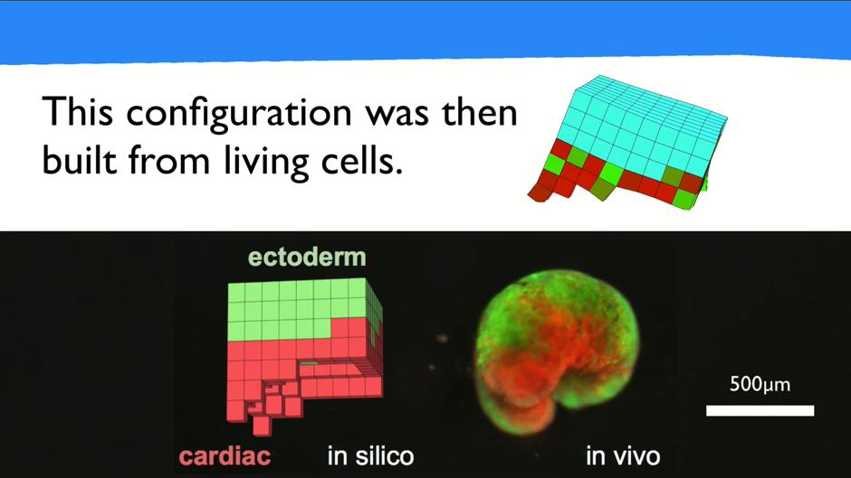 Una tubería expansible para diseñar organismos reconfigurables