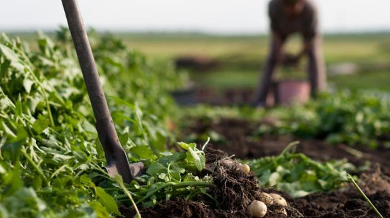 Investigadores han propuesto cambios capaces de alimentar a 10.000 millones de personas de forma sostenible