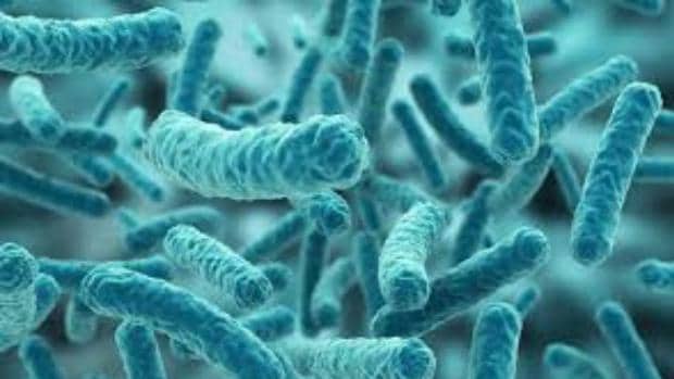 Descubren que los microbios del intestino son capaces de predecir nuestra muerte
