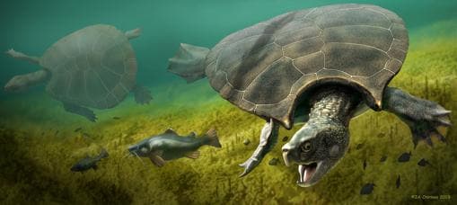 Ilustración de la tortuga gigante Stupendemys Geographicus : macho (primer plano) y hembra (izquierda) nadando en agua dulce