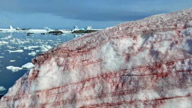 El espeluznante fenómeno de la «nieve de sangre» que invade la Antártida