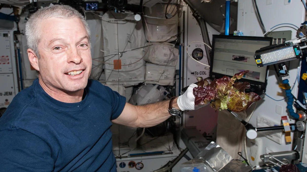 El astronauta Steve Swanson cuida su cosecha de lechuga en junio de 2014