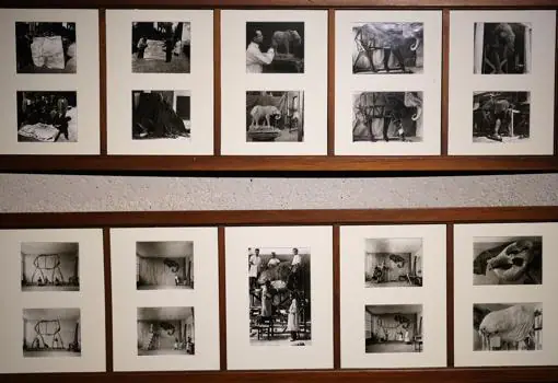 Colección de fotos del montaje y transporte del elefante africano en la sala del Almacén Visitable