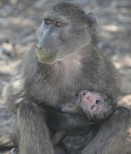 Madre babuína sosteniendo a su hijo fallecido