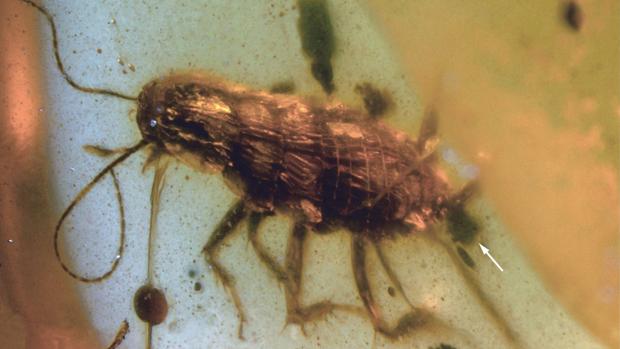 Esta cucaracha de hace 99 millones de años viene con sorpresa