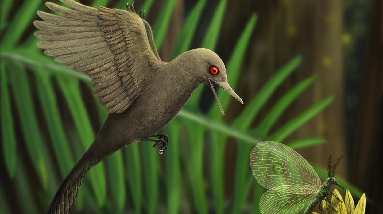 Representación del dinosaurio con forma de colibrí hallado en ámbar