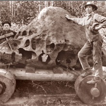 Después de acabar con la mudanza de Tomanowos, Hughes construyó una cabaña alrededor del meteorito, anunció que lo había encontrado en su propiedad y comenzó a cobrar veinticinco centavos por verlo.