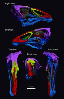 Imagen tridimensional del cráneo de Asteriornis