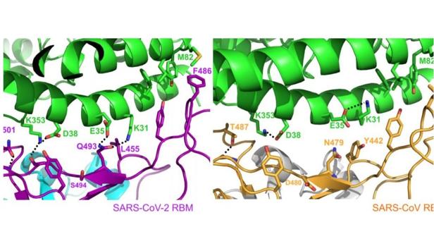 Científicos descubren cómo es la molécula que el coronavirus usa para atacar