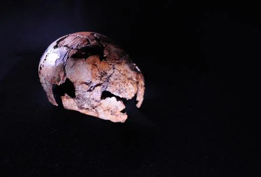 Cráneo de Homo erectus encontrado al noroeste de Johannesburgo en Sudáfrica, el más antiguo hasta la fecha