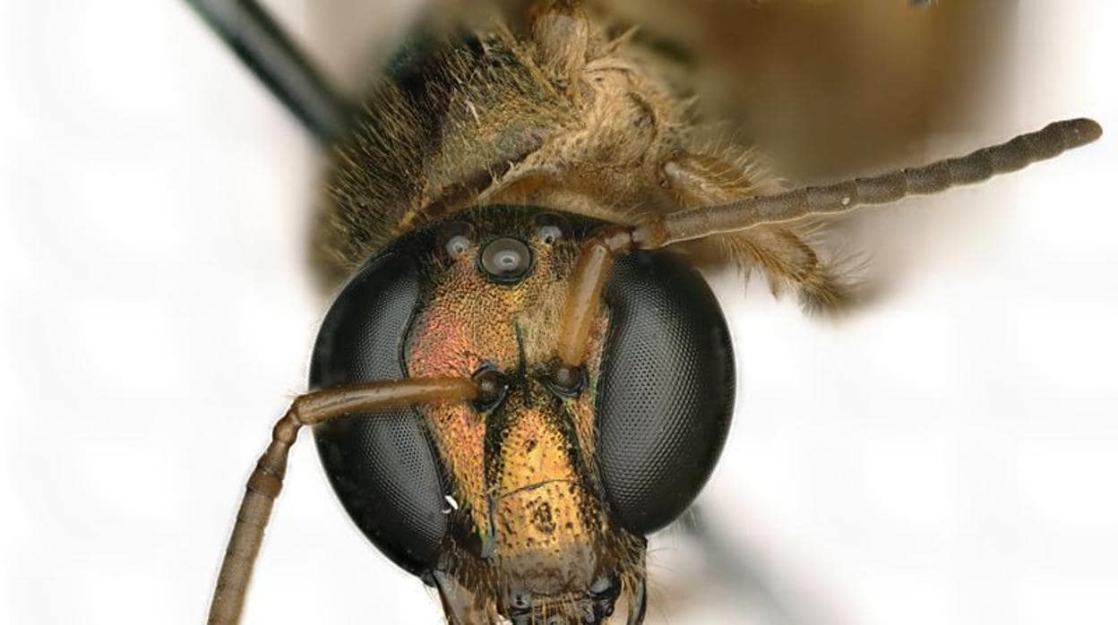 Descubren una extraña abeja literalmente mitad hembra y mitad macho