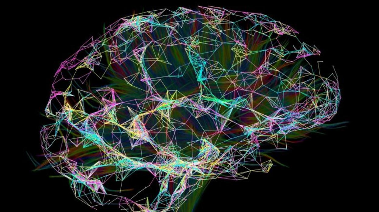 Descubren que la ruta cerebral del lenguaje existe por lo menos desde hace 20 millones de años