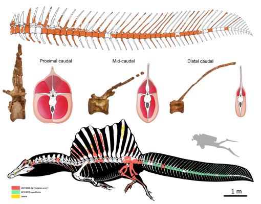 Reconstrucción del esqueleto de la cola del espinosaurio (los huesos faltantes se muestran en blanco)