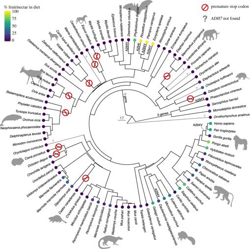 Cambios que alteran las proteínas en ADH7 junto con relaciones evolutivas y dietas de especies incluidas en los análisis