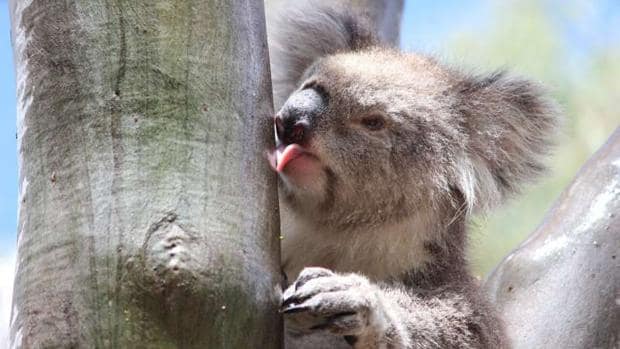Descubren el motivo por el que los koalas lamen los árboles