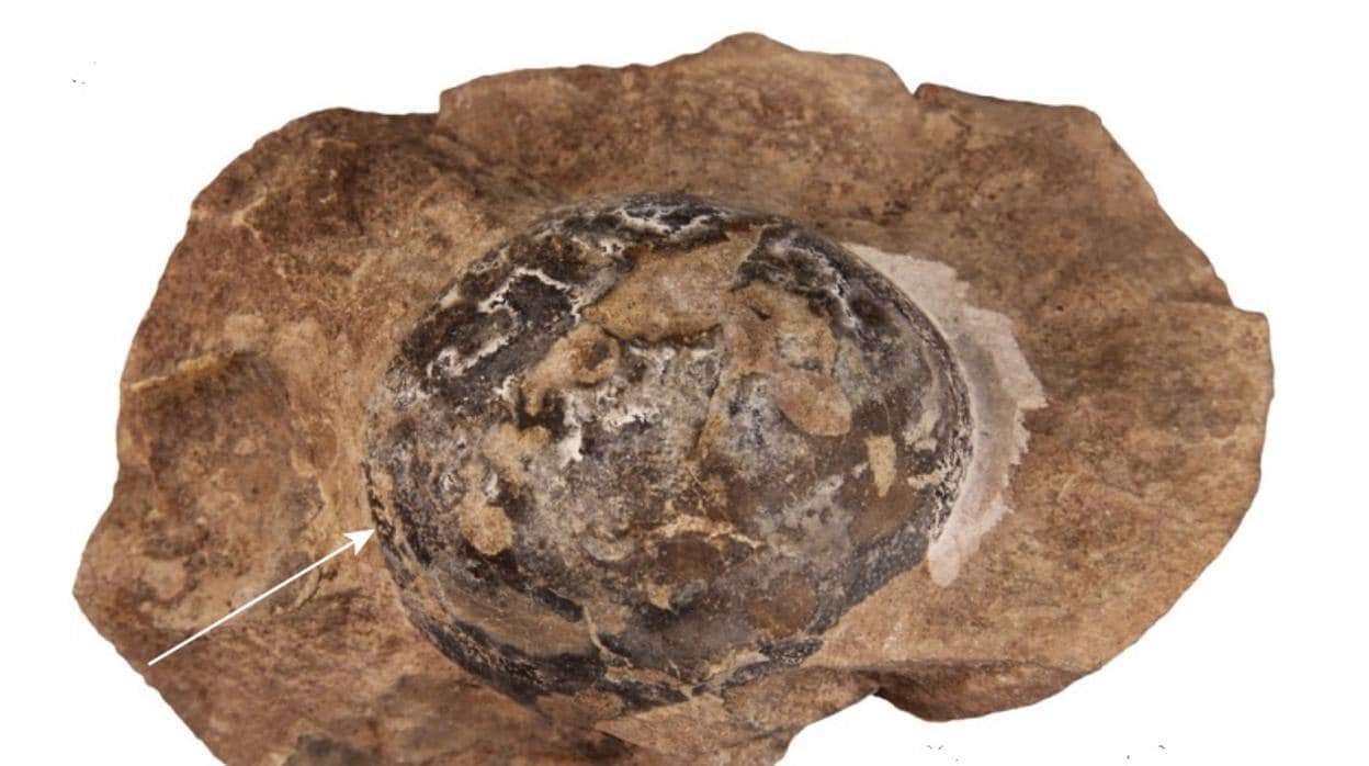 El misterio detrás del huevo gigante encontrado en la Antártida: ¿era de  dinosaurio?