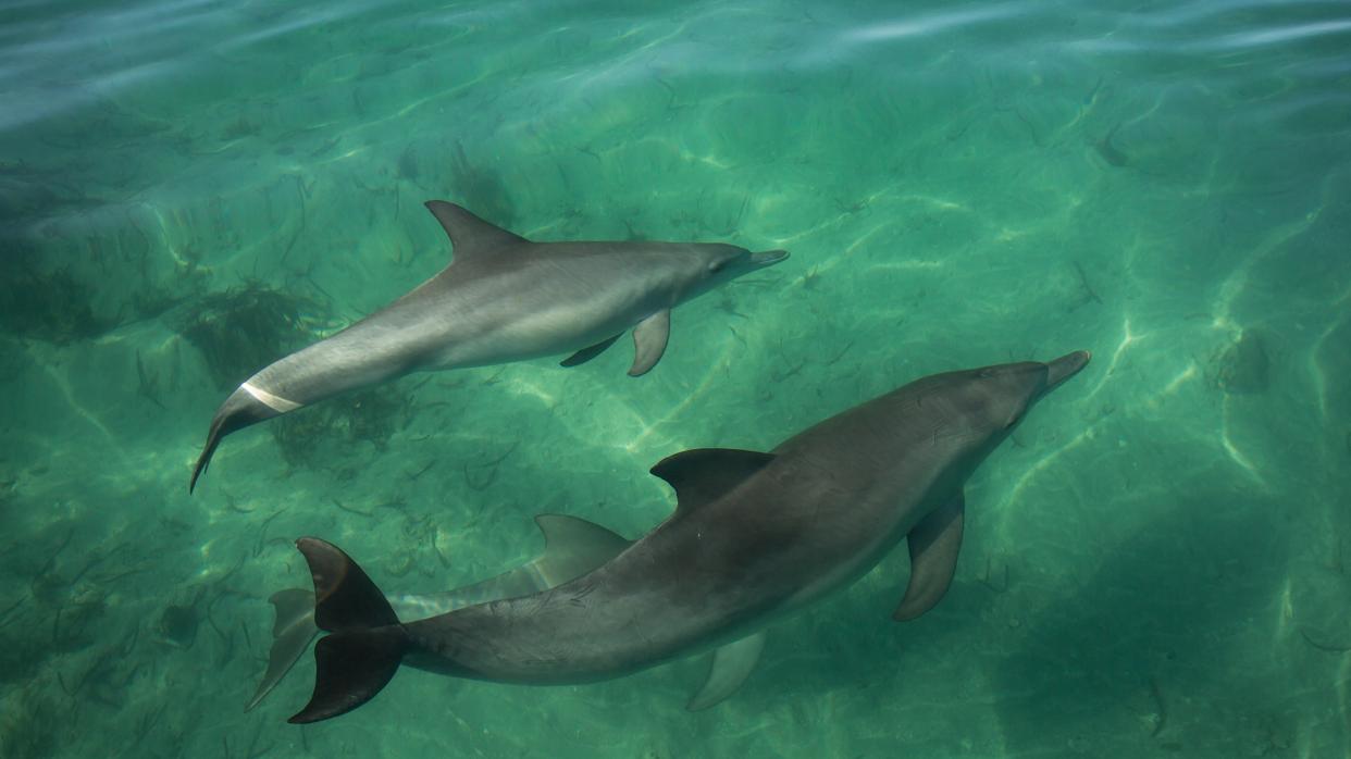 These are Shark Bay dolphins underwater.