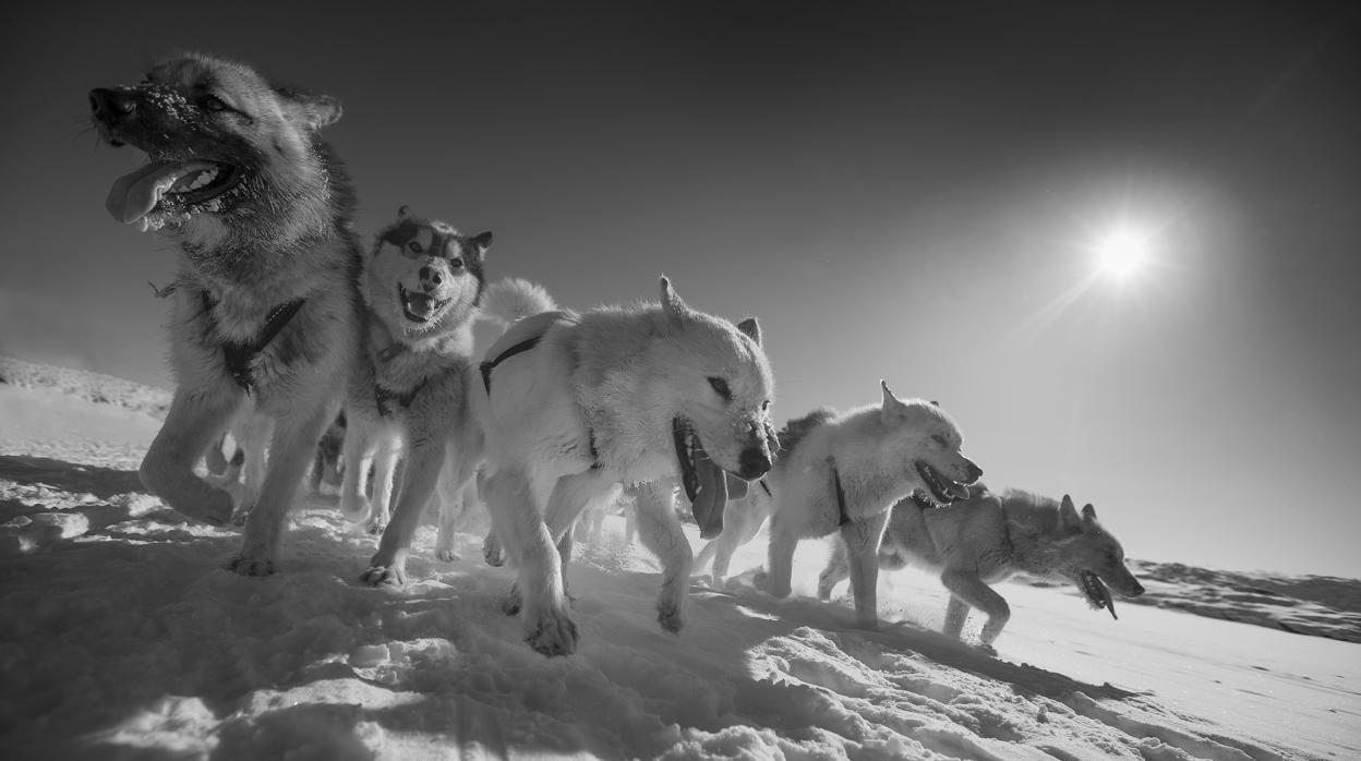 Perros de trineo de Groenlandia