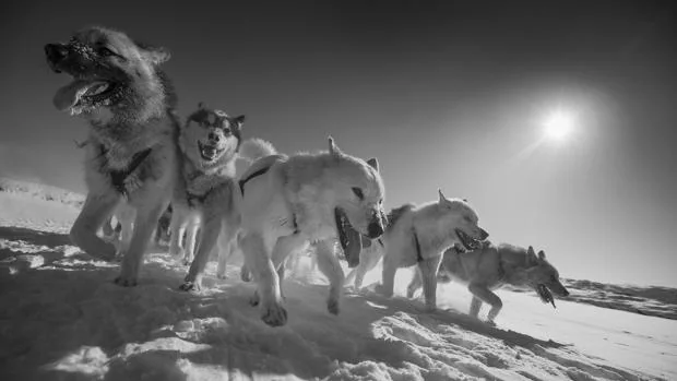 Los perros de trineo aparecieron hace 9.500 años en  Siberia